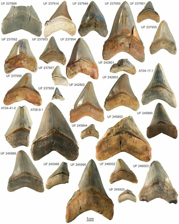 Carcharocles megalodon collection from the Gatun Formation.